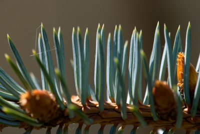 Picea pungens 'Argentea' - smrk pichlavý - jehlice